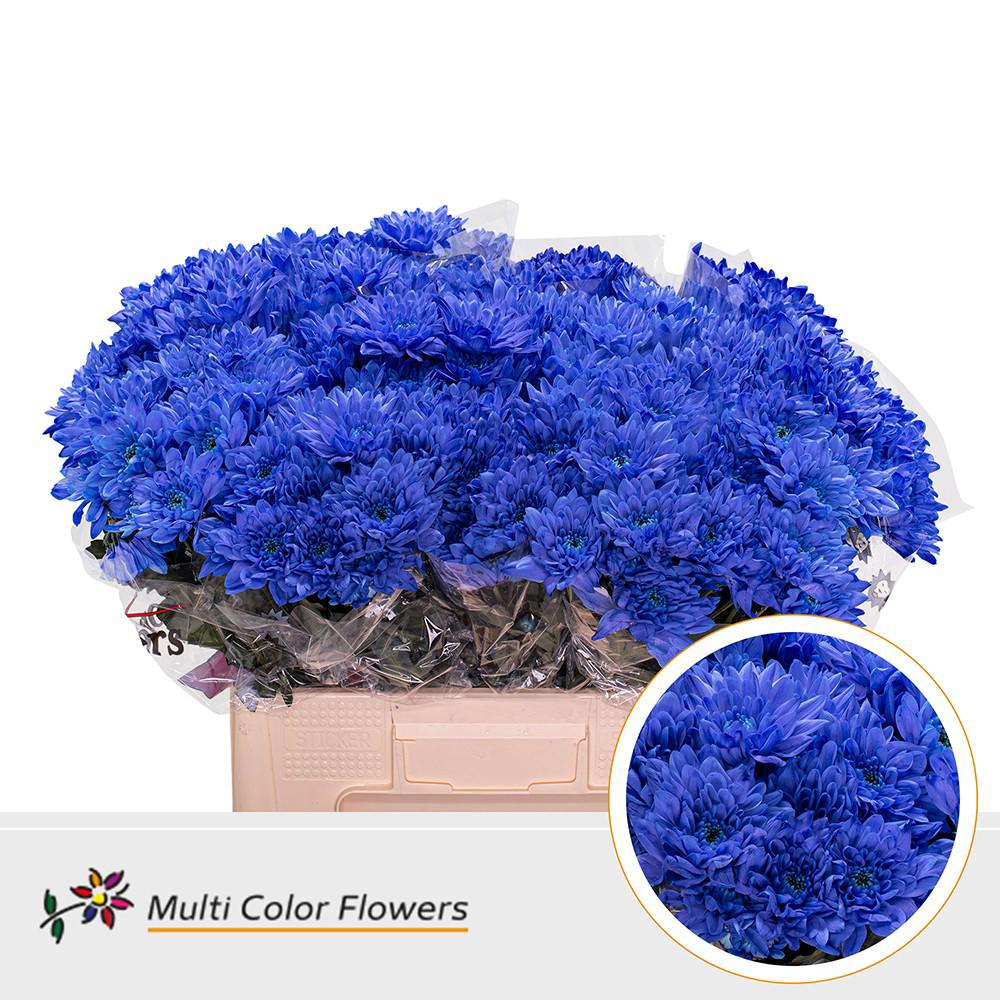 10x Chrysant baltica blauw 60cm