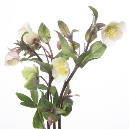10x Helleborus magnificent bells 50cm