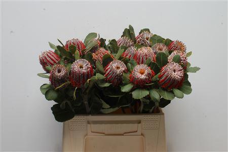 5x Banksia coccinea 40cm