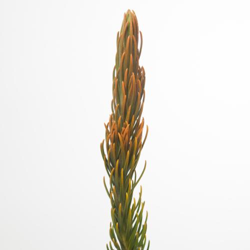 10x Pg retzia capensis 50cm