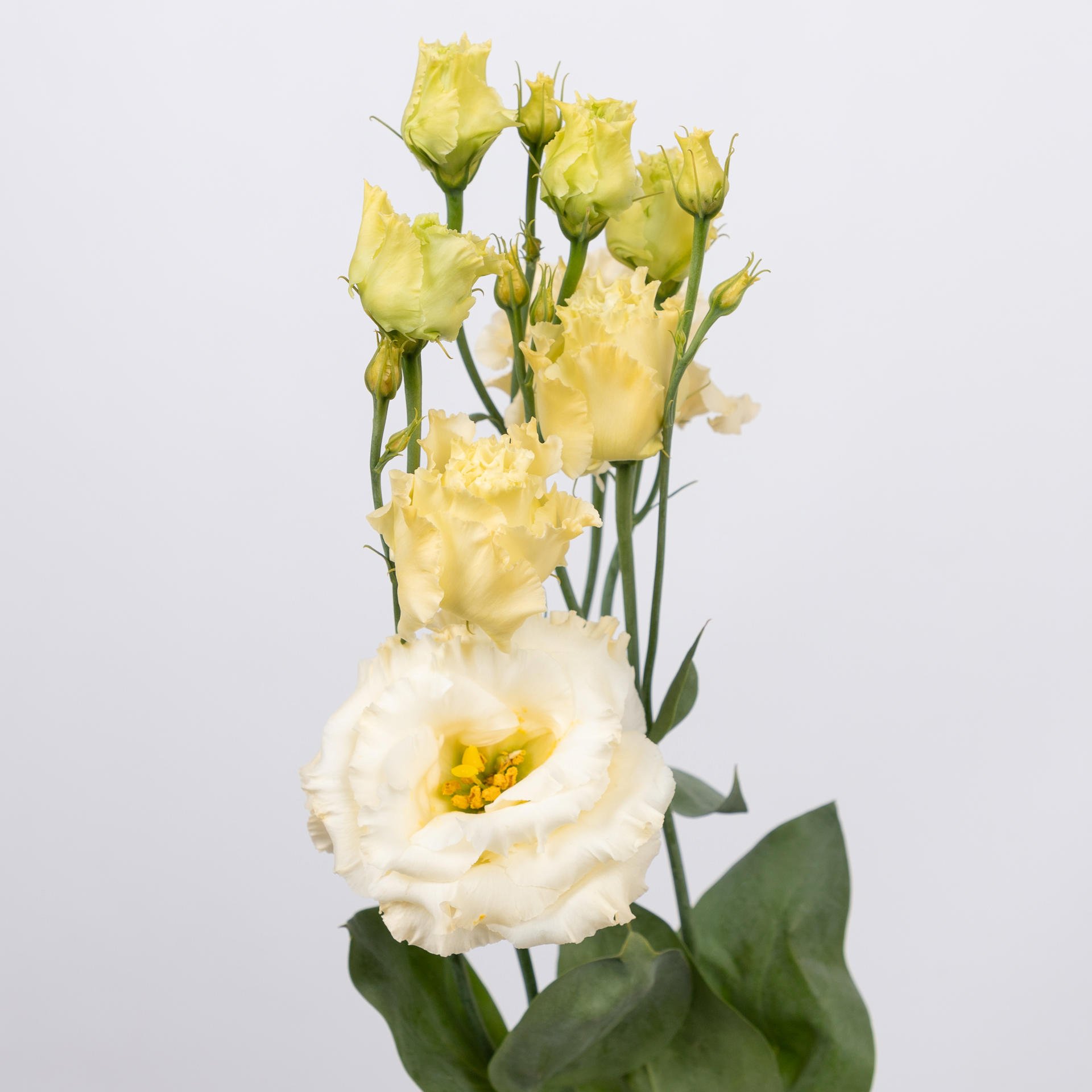 10x Eust.alissa yellow du 70cm