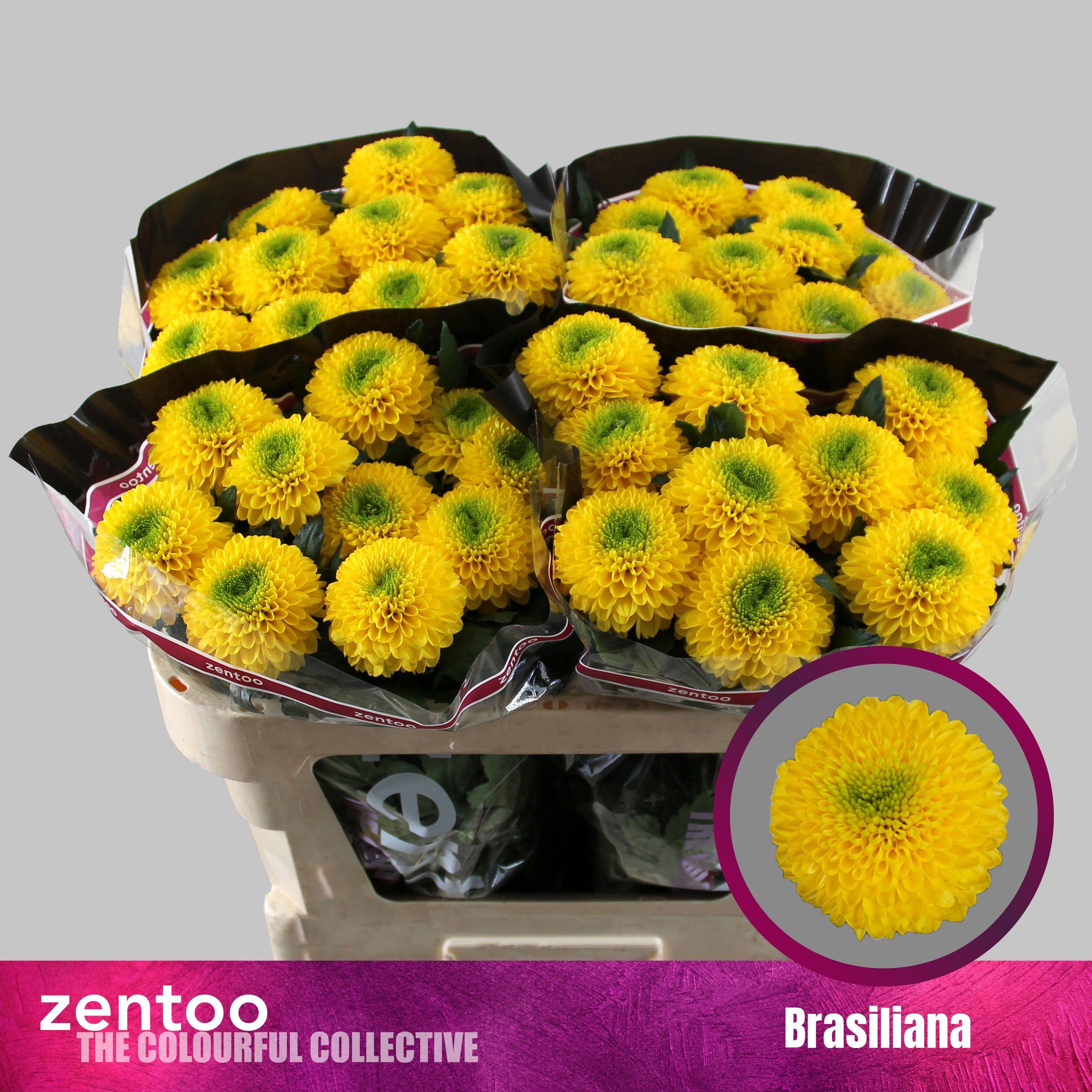 10x Chrysant brasiliana g 70cm