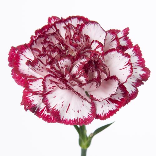 20x Dian.st.bacarat 60cm