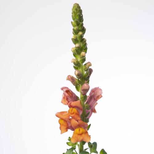 10x Antir.avignon deep orange 70cm