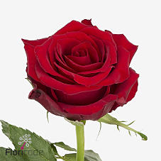 10x Rosa red amarok 50cm