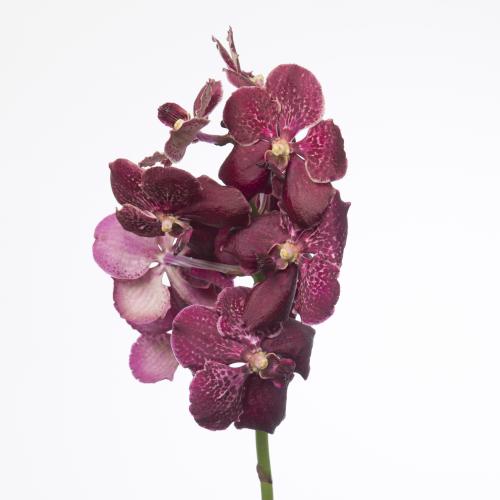 16x Vanda chocolate red