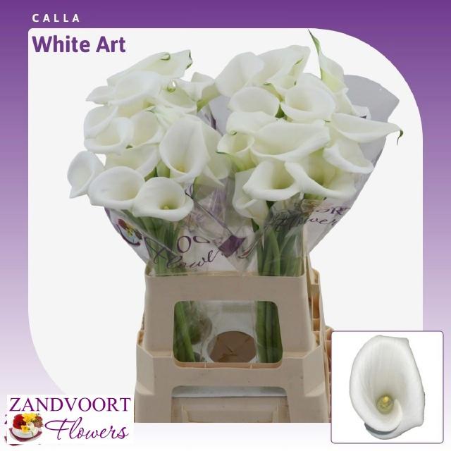 10x Zant.white art 60cm