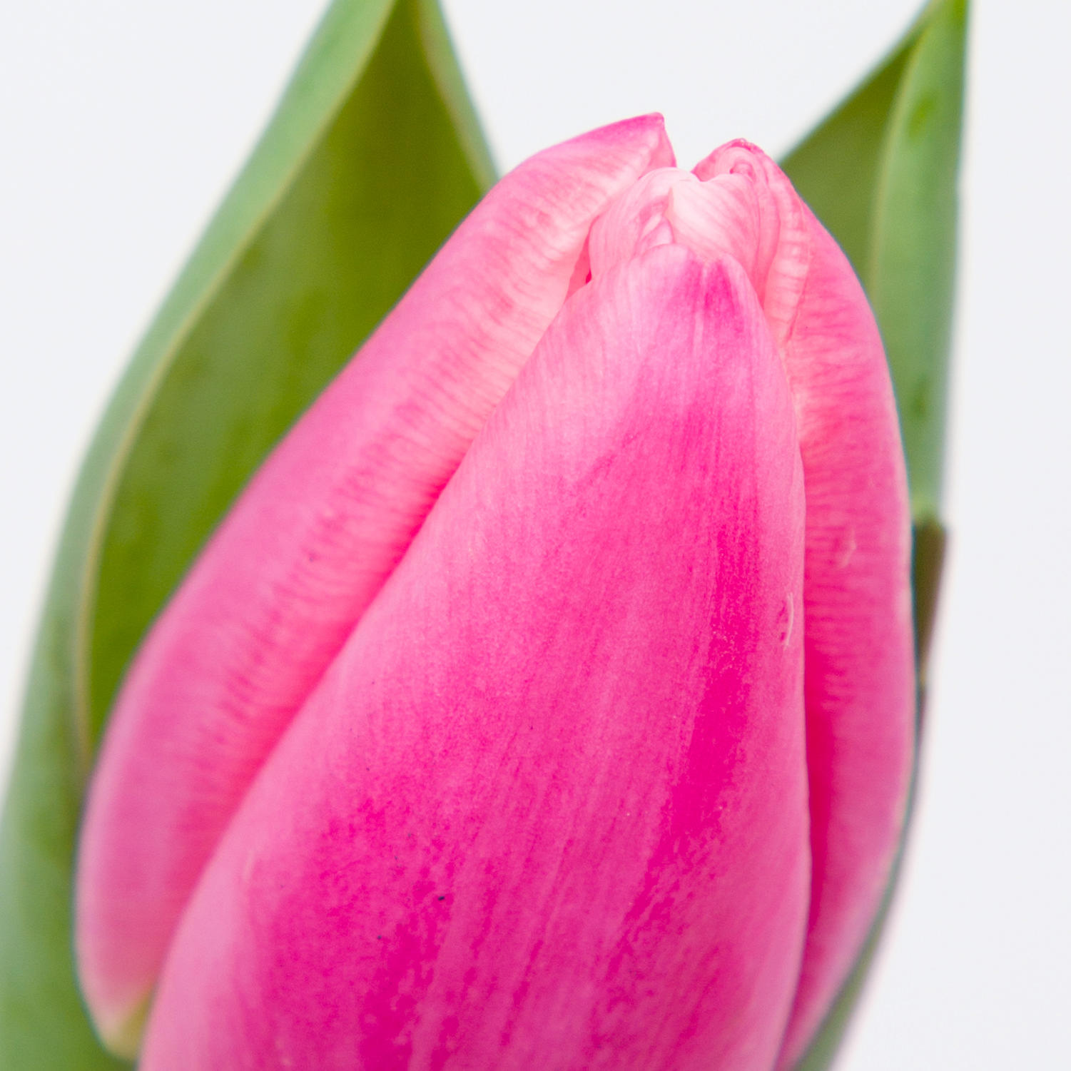 50x Tulipa milkshake en 40cm