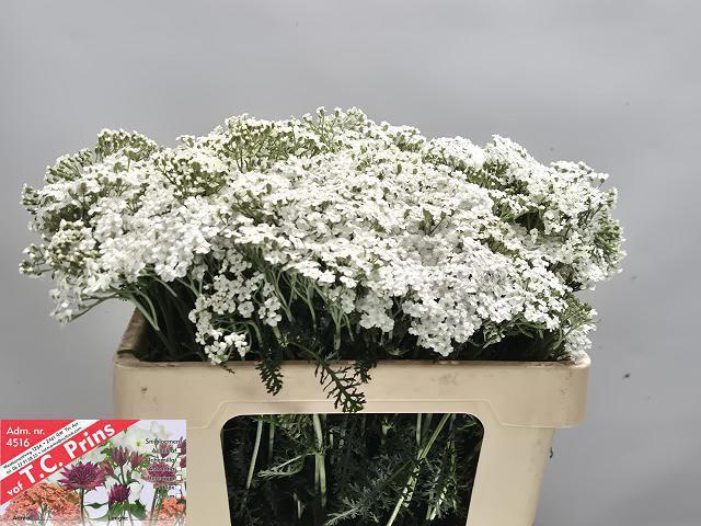 10x Achil.white beauty 50cm
