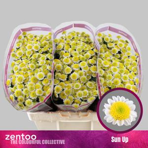 25x Chrysant san.sun up 50cm