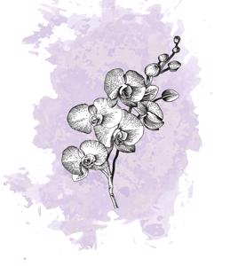 25x Phal. - lila