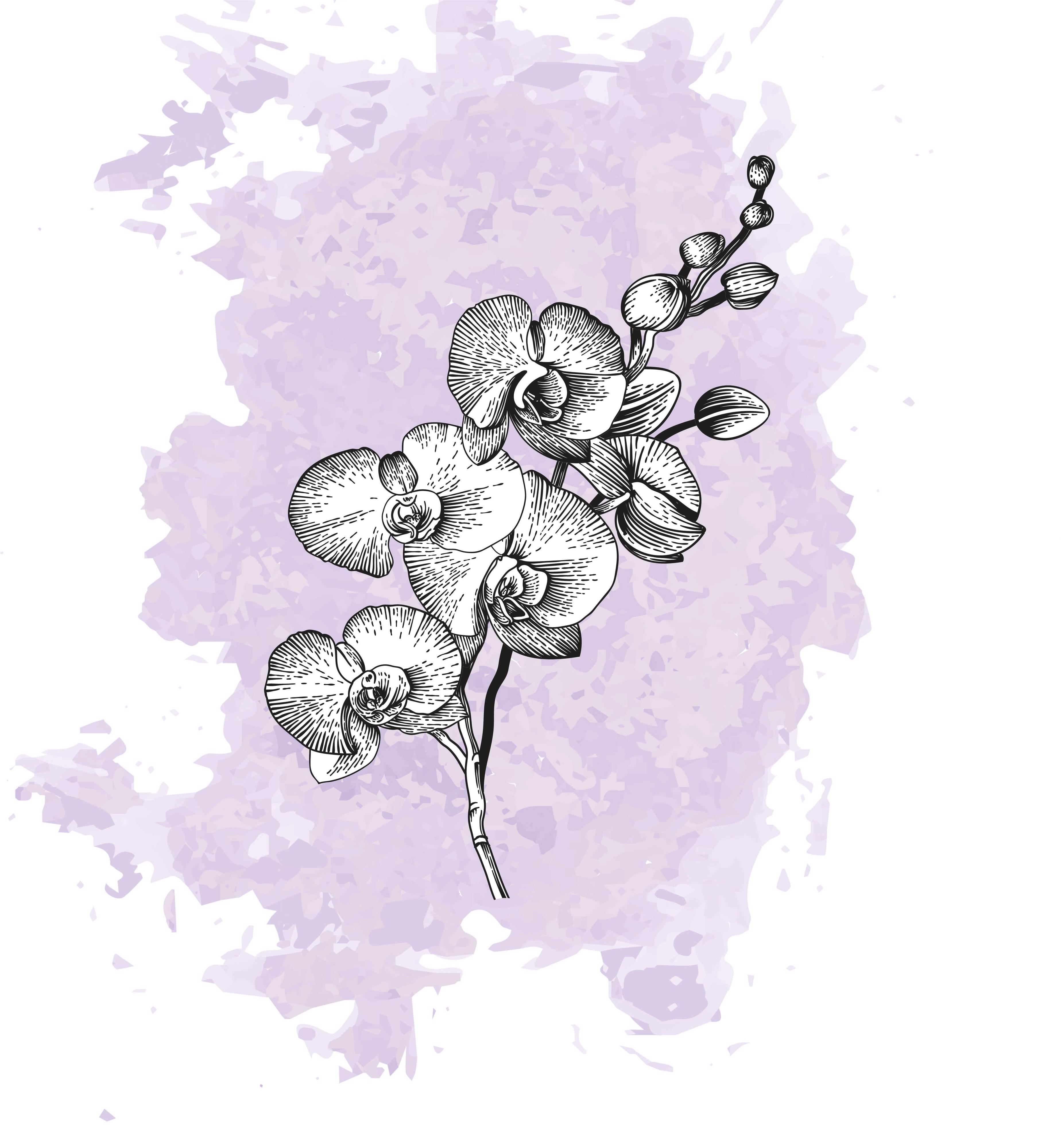 25x Phal. - lila