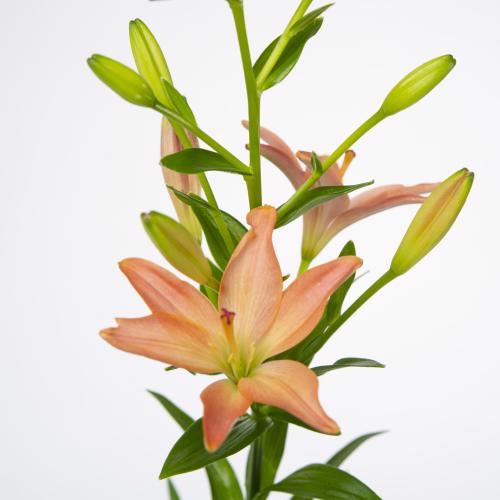 10x Lil. pink cocotte 80cm