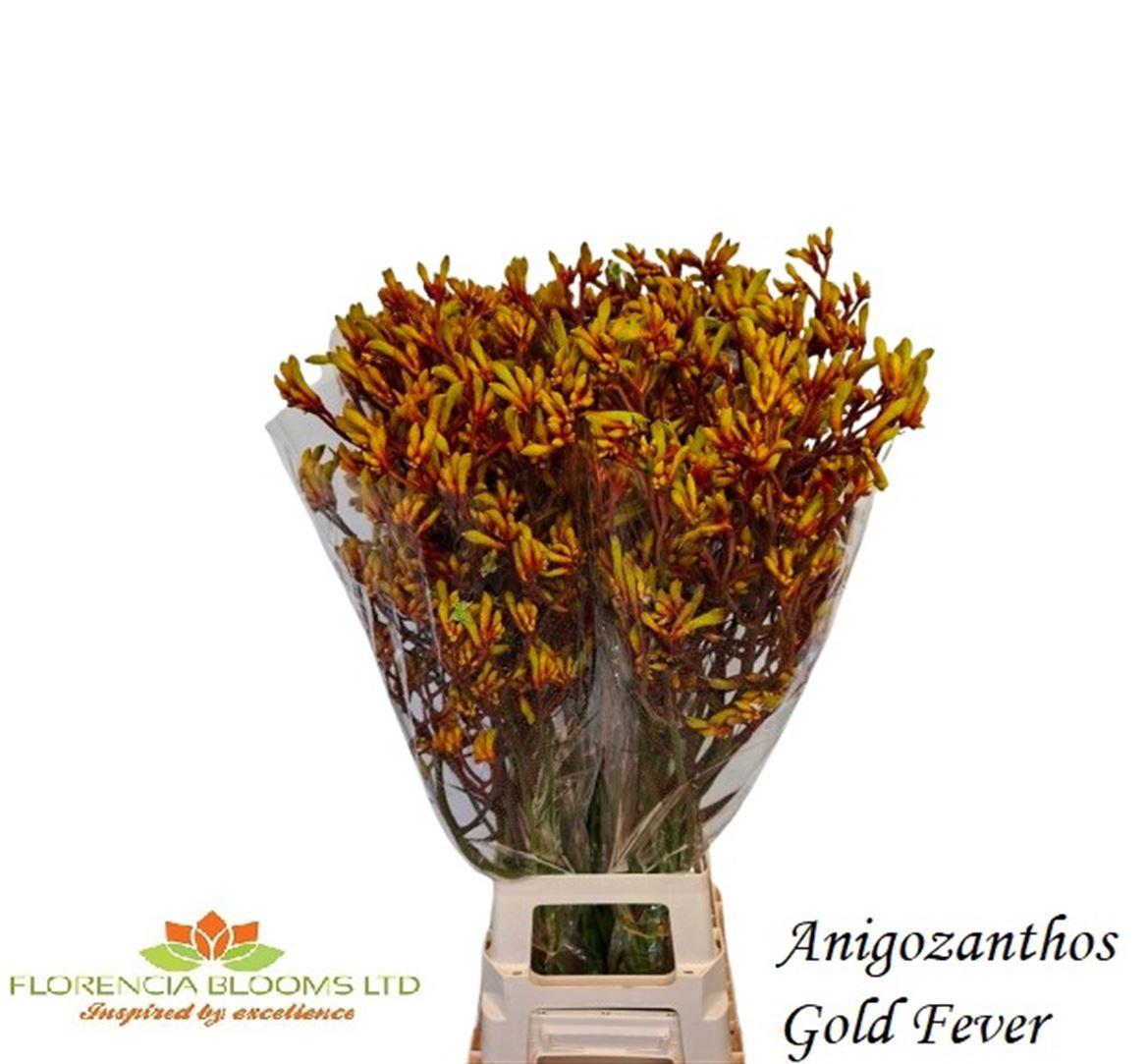 20x Anigoz.gold fever 80cm