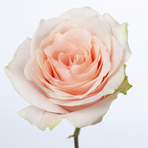 10x Rosa harmony in peach 40cm