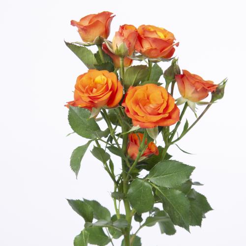 10x Rosa smashing 50cm