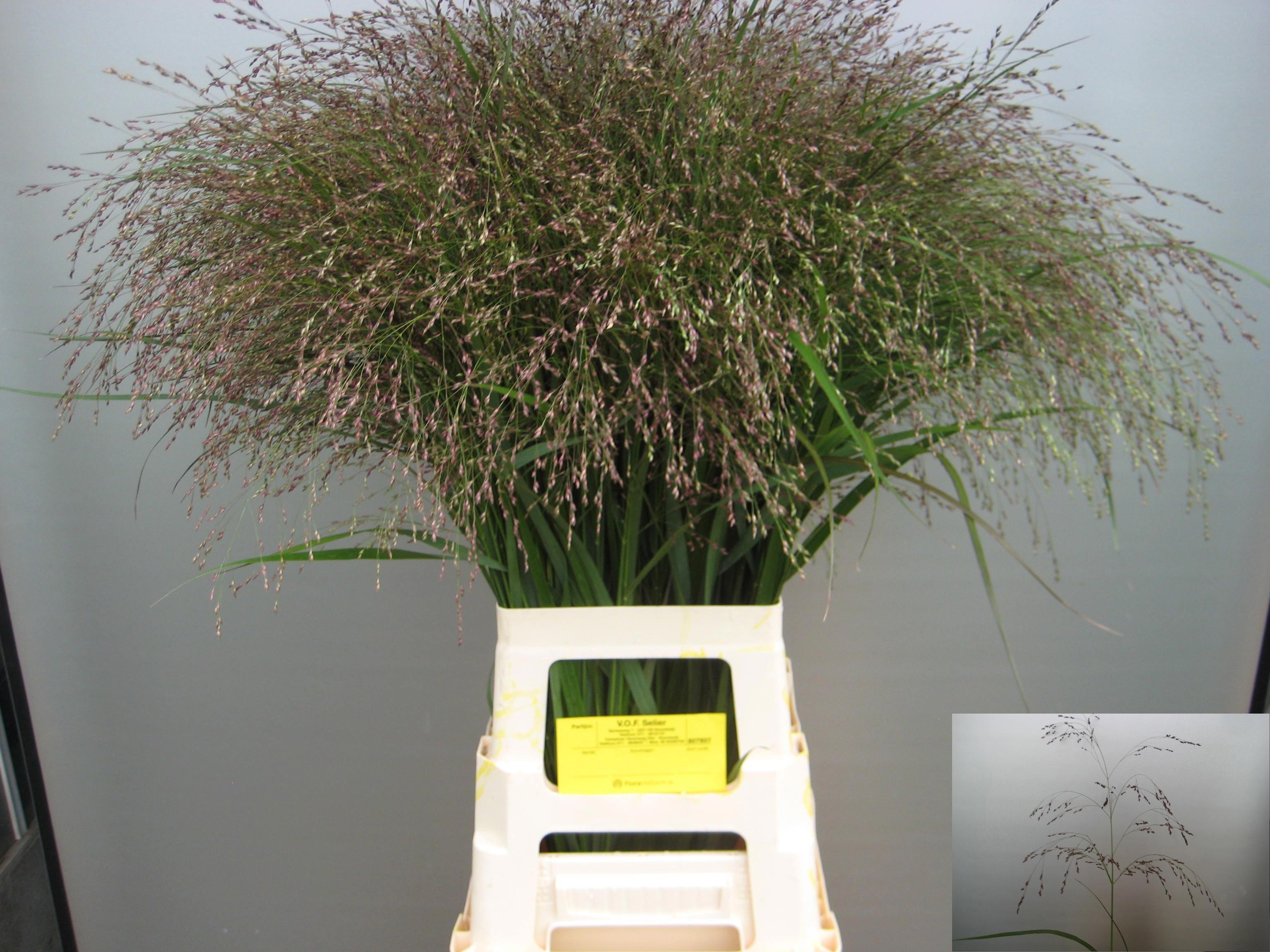 50x Gs panicum warrior 80cm
