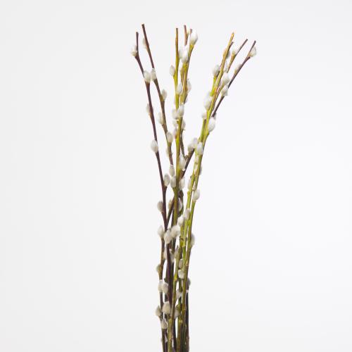100x Tk salix wilgenkatjes 80cm