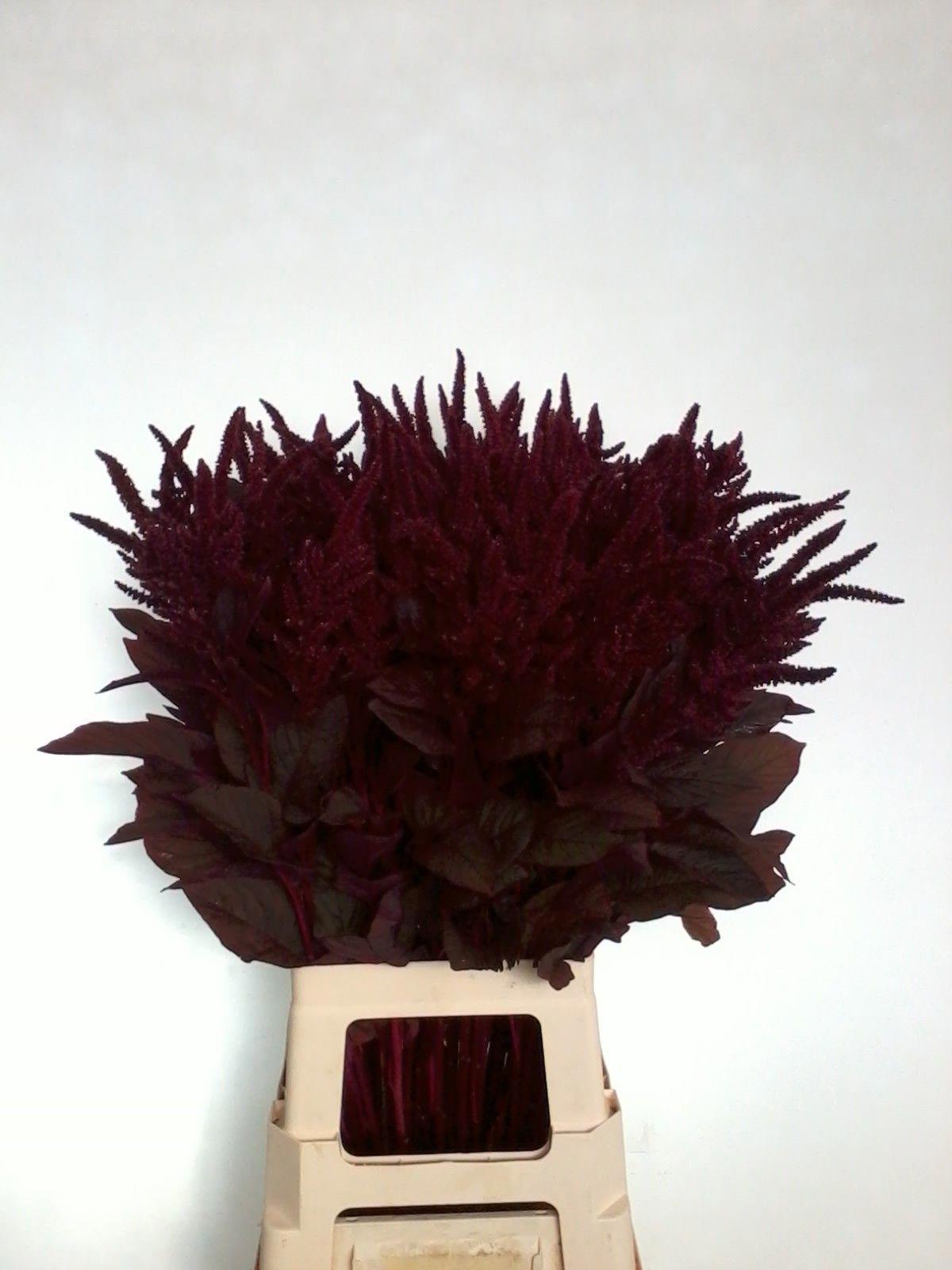 10x Amaran.velvet 80cm