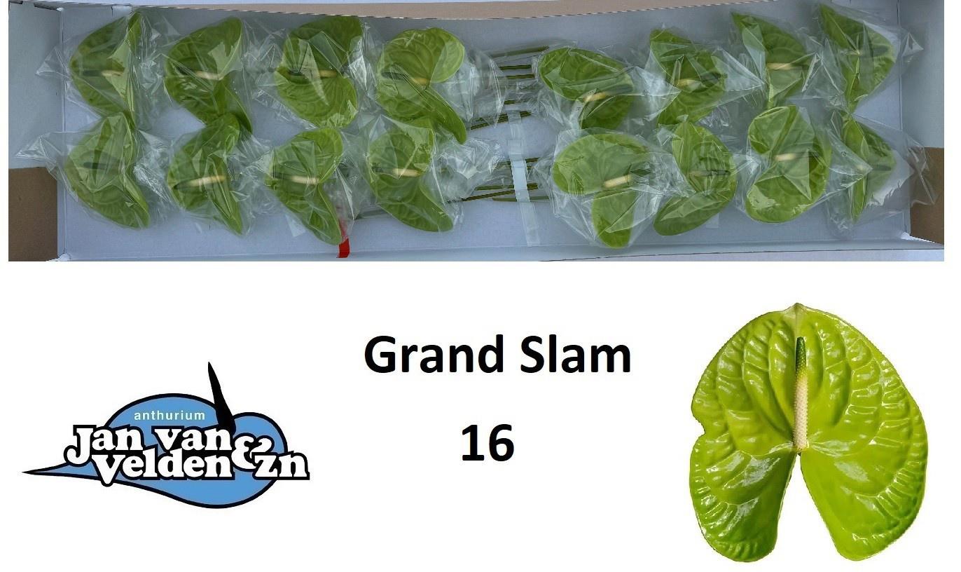 16x Anth.grand slam 10cm