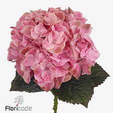 10x Hydr.mag.sweet ruby 60cm