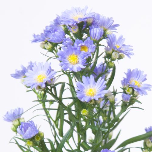 25x Aster cassandra 80cm