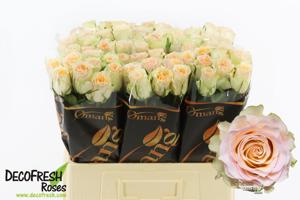 20x Rosa brinessa 60cm