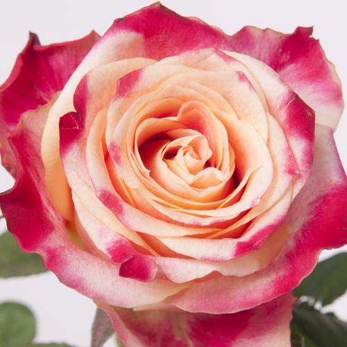 20x Rosa chapeau 40cm