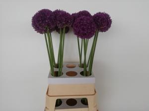 14x Allium ambassador 80cm