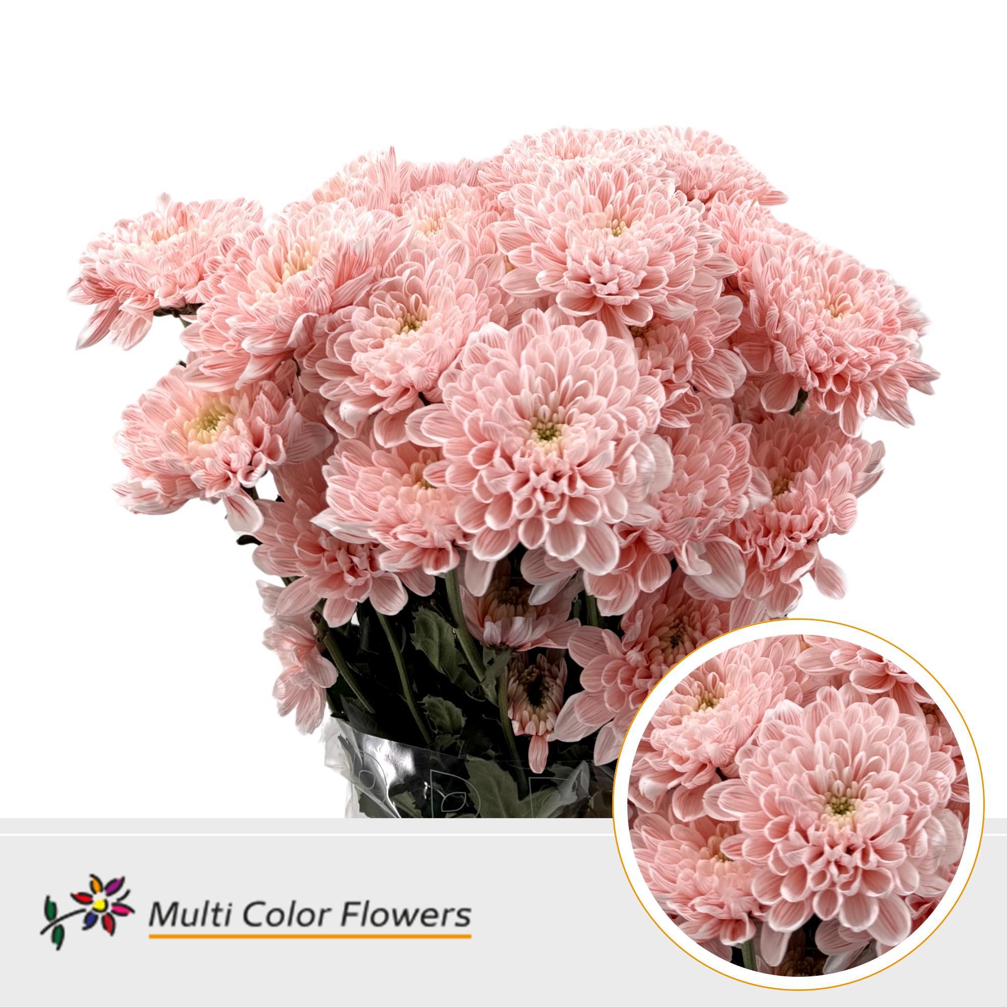 10x Chrysant overig 60cm