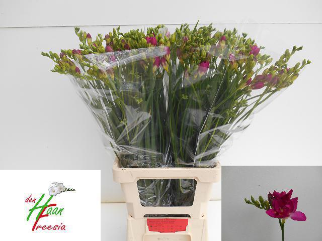 50x Freesia purple rain du 70cm