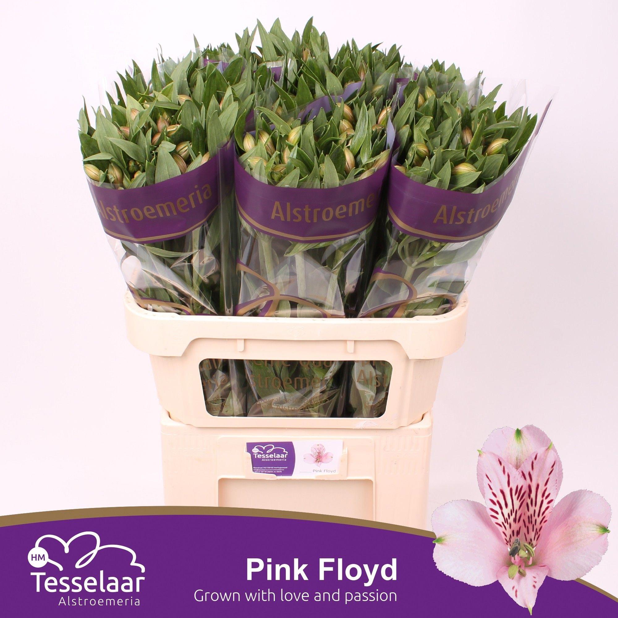 10x Alstroemeria pink floyd 70cm