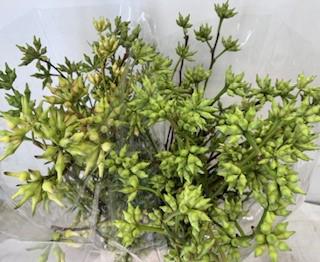 5x Sg eucalyptus robusta bes 60cm