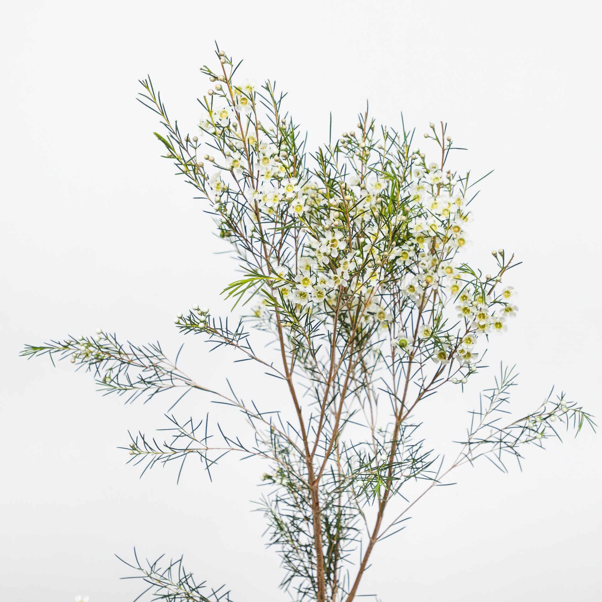25x Cham.ofir 60cm