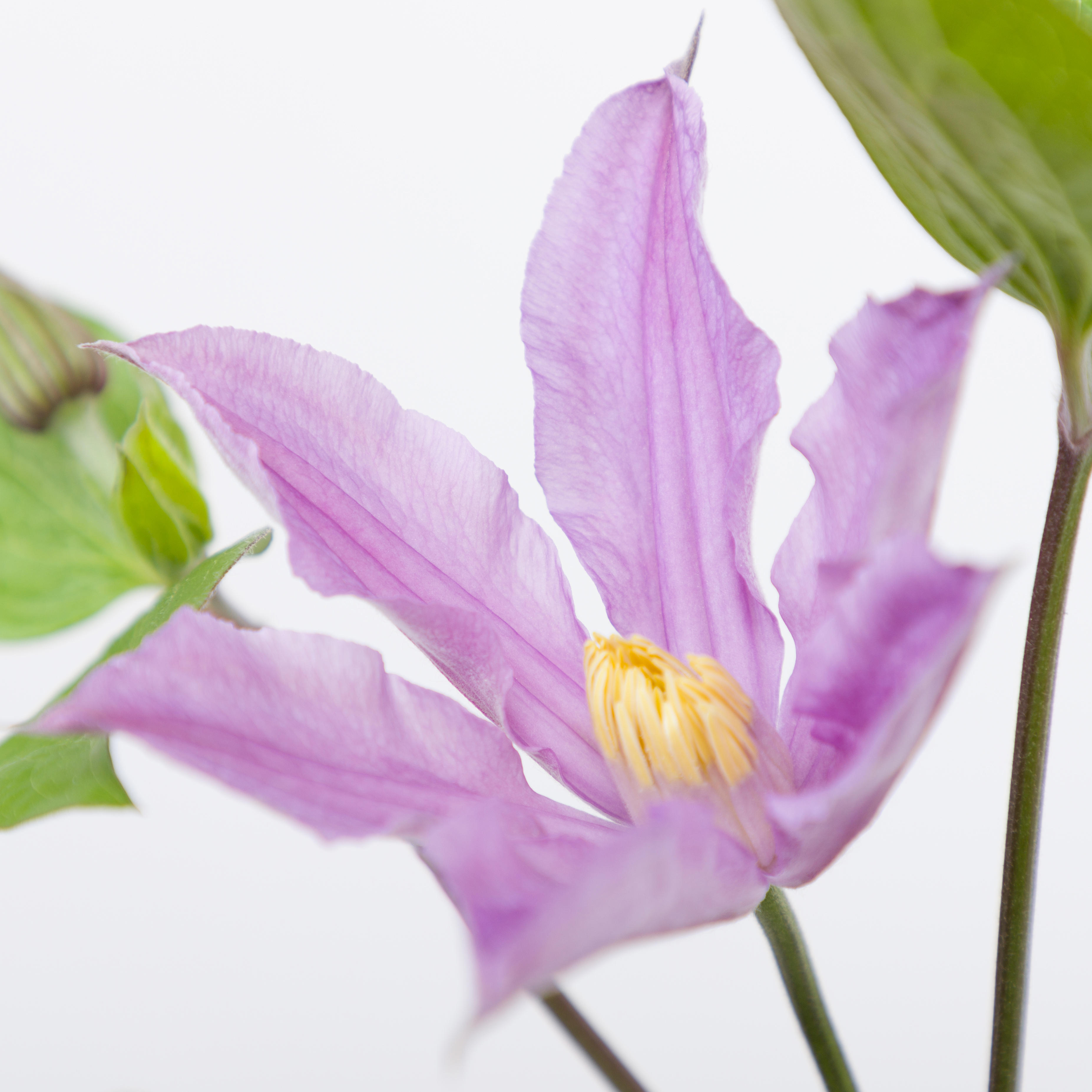 10x Clematis amazing london 60cm