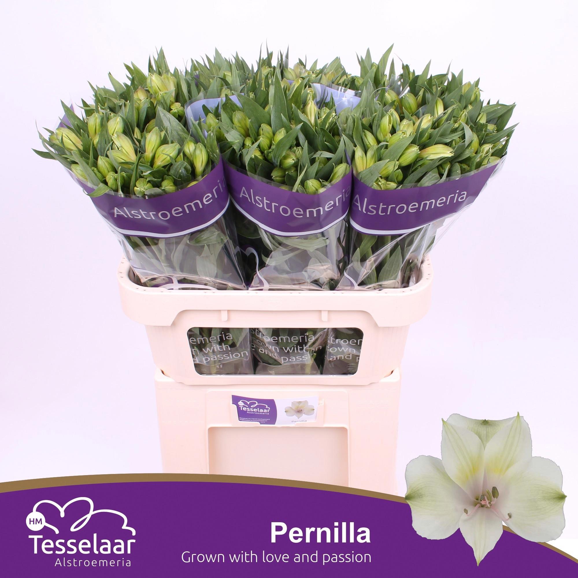 10x Alstroemeria pernilla 70cm