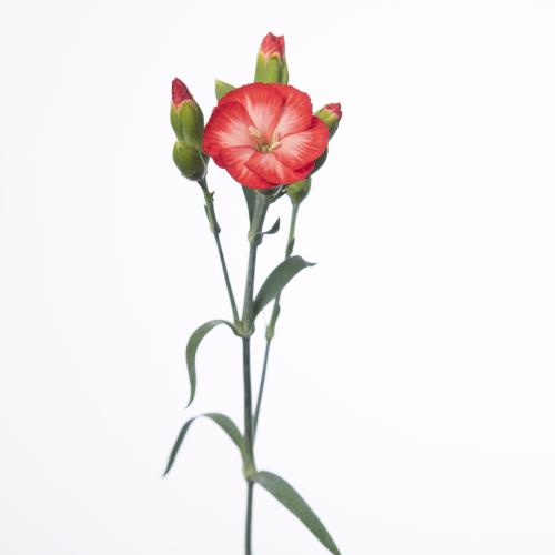 20x Dian.tr.solomio clif 60cm