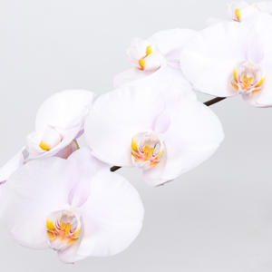 10x Phal.alpha 80cm
