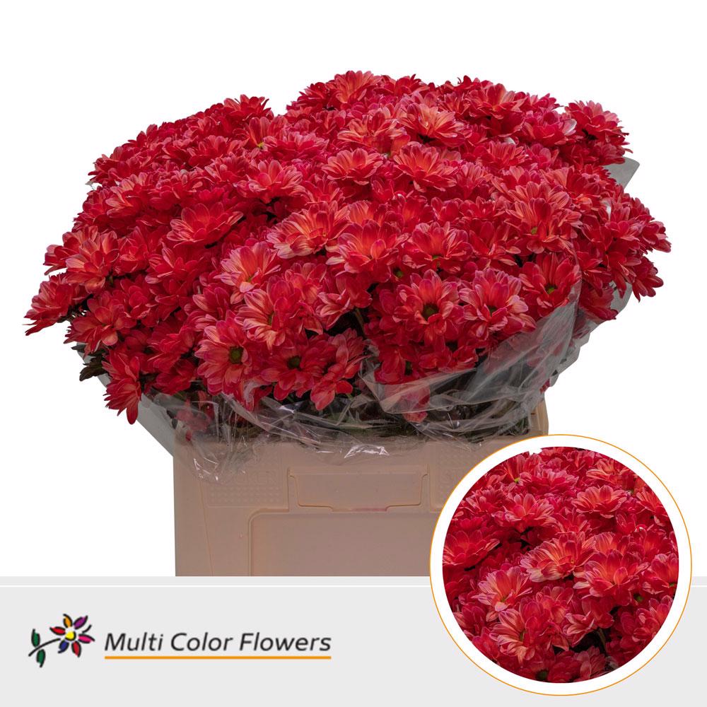 10x Chrysant kennedy rood 60cm