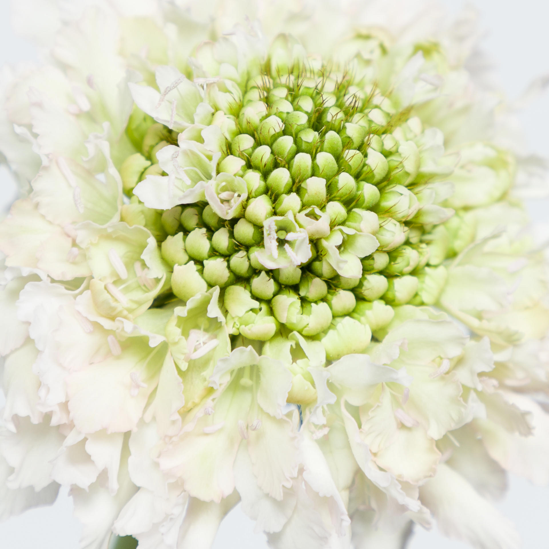 25x Scabiosa french vanilla bon bon scoop 60cm