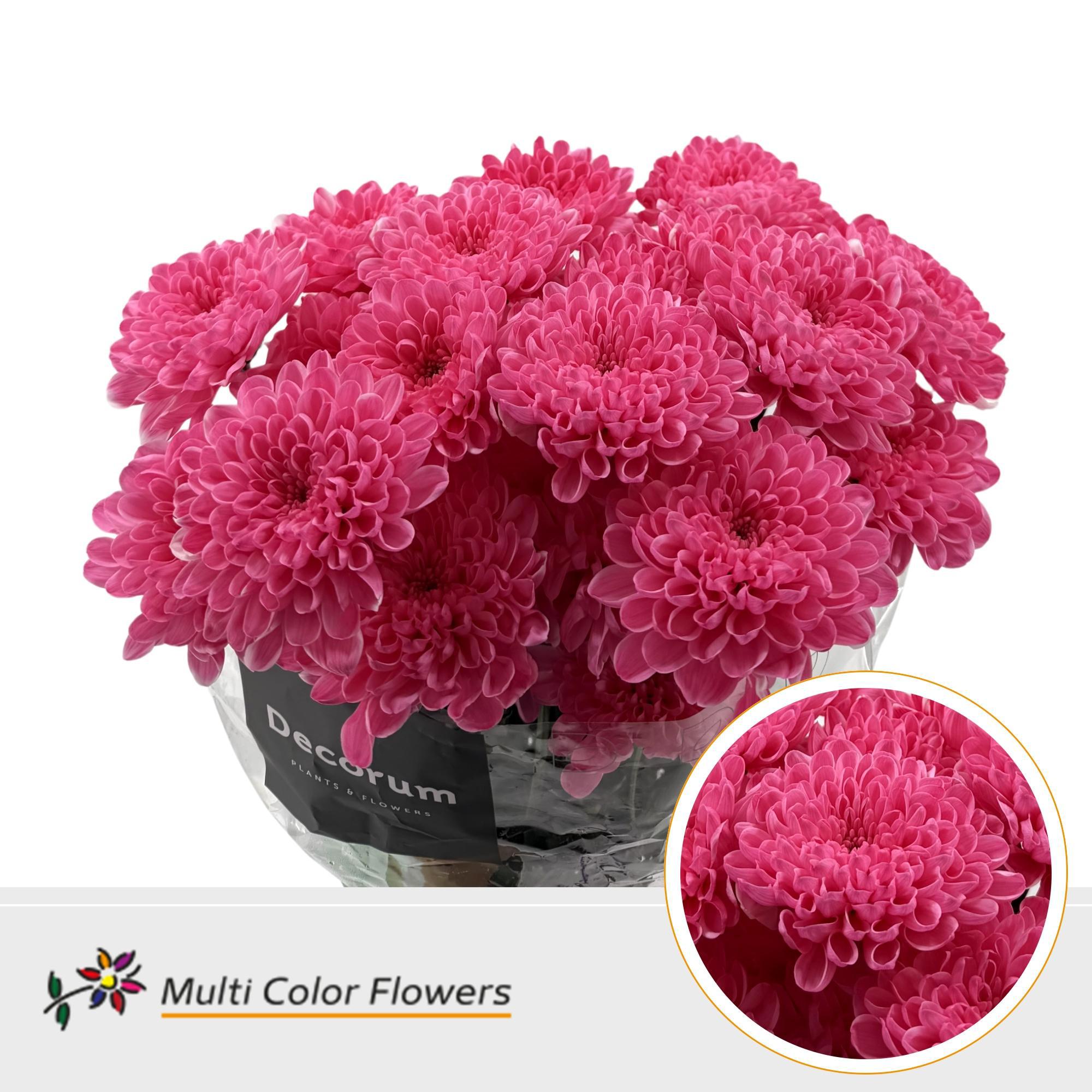 10x Chrysant overig 60cm