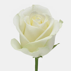 20x Rosa snowstorm+ 40cm