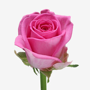 20x Rosa aqua! 40cm