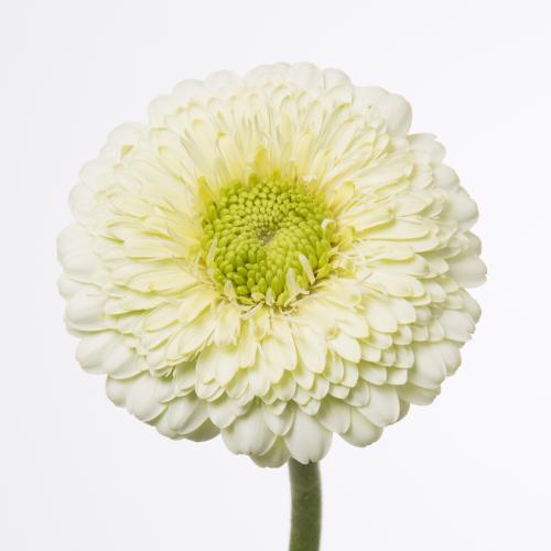 60x Germ.pomponi kermit 2.0 40cm