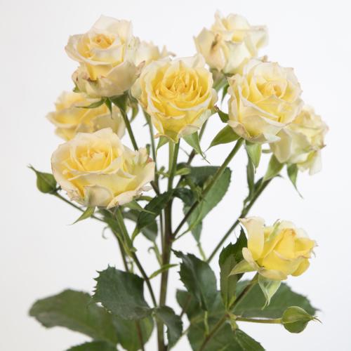 10x Rosa sweet chablis 50cm