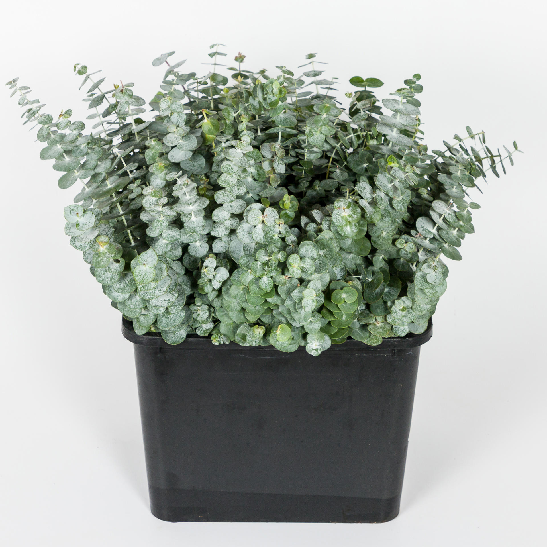 5x Sg eucalyptus baby b.kort 40cm