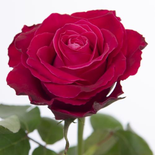 20x Rosa movie star 60cm