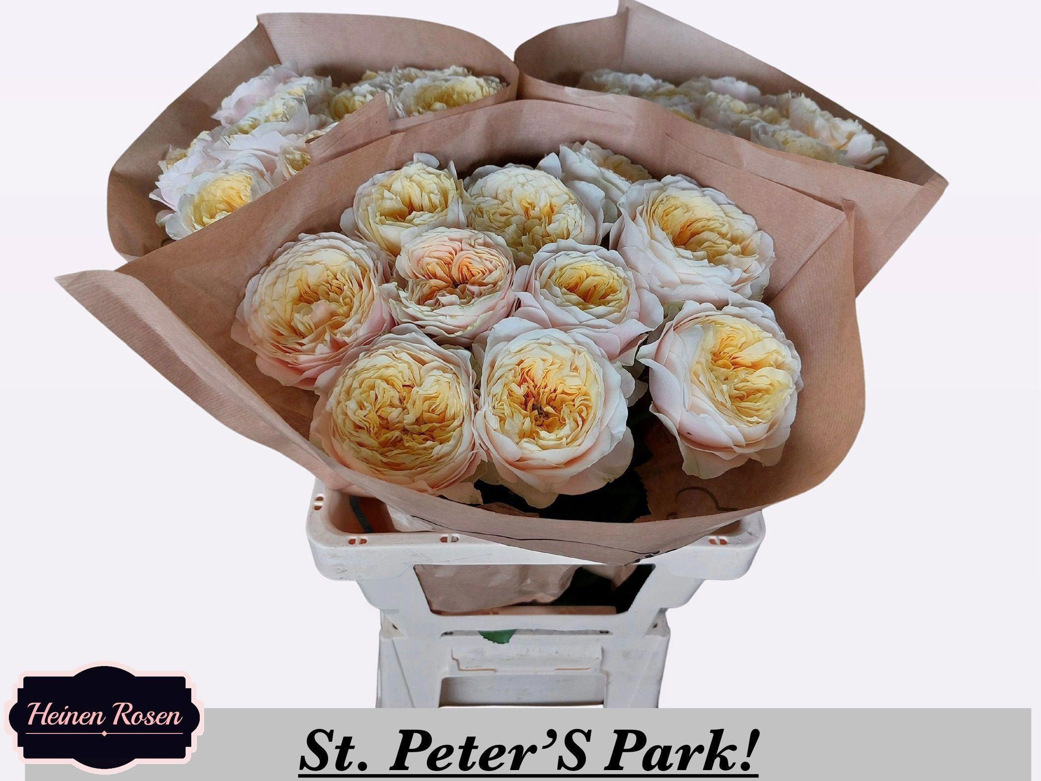 10x Rosa st.peter's park! 60cm