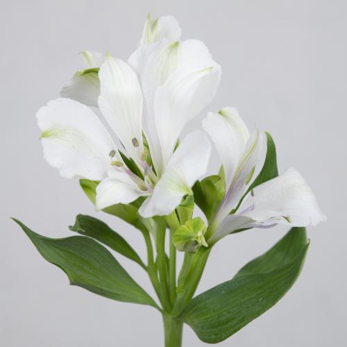 10x Alstroemeria annabelle 70cm