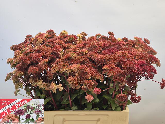 25x Sedum magical lizzy 60cm
